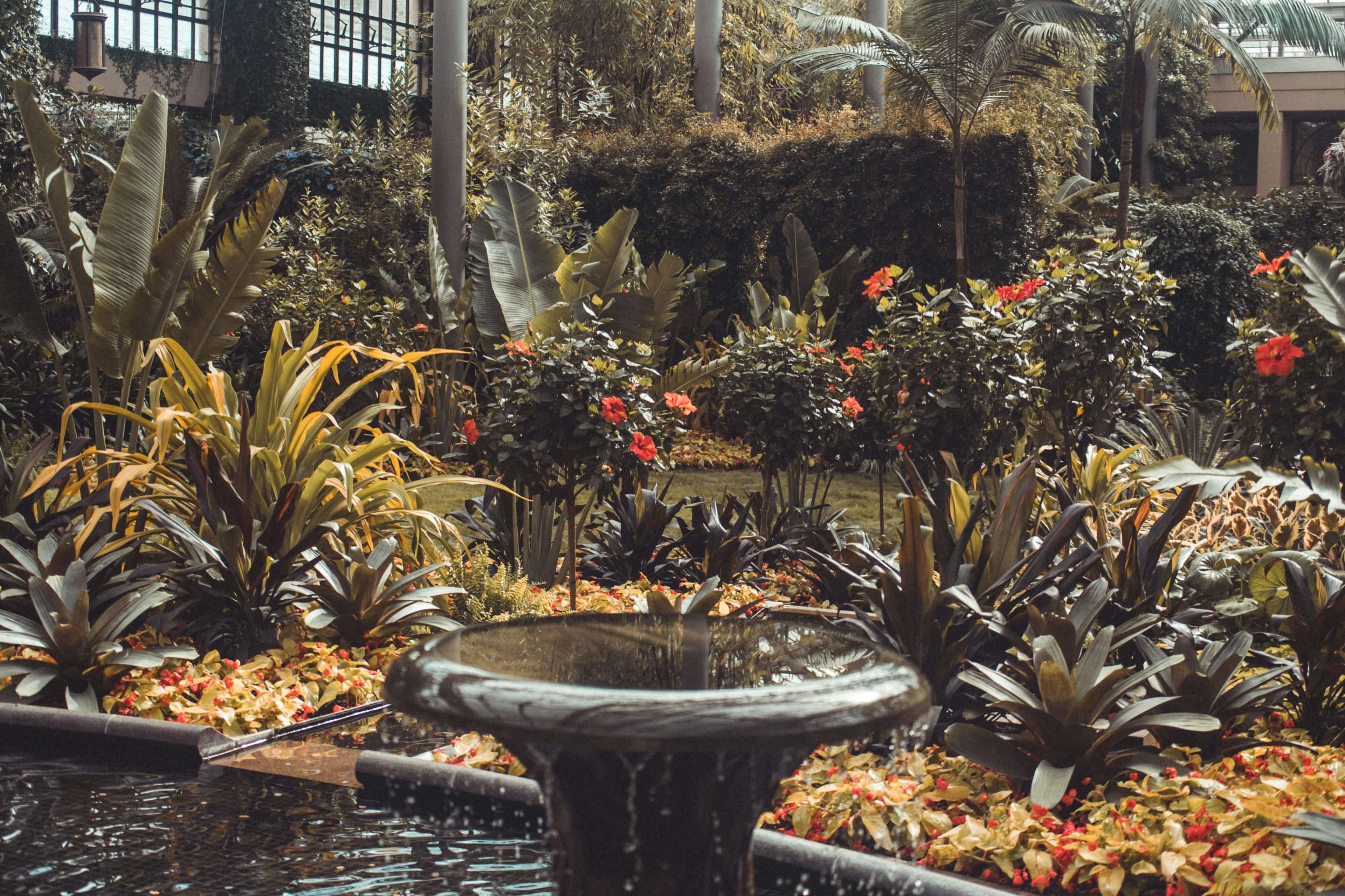 Lush botanical garden with diverse foliage, fountain, and tropical plants